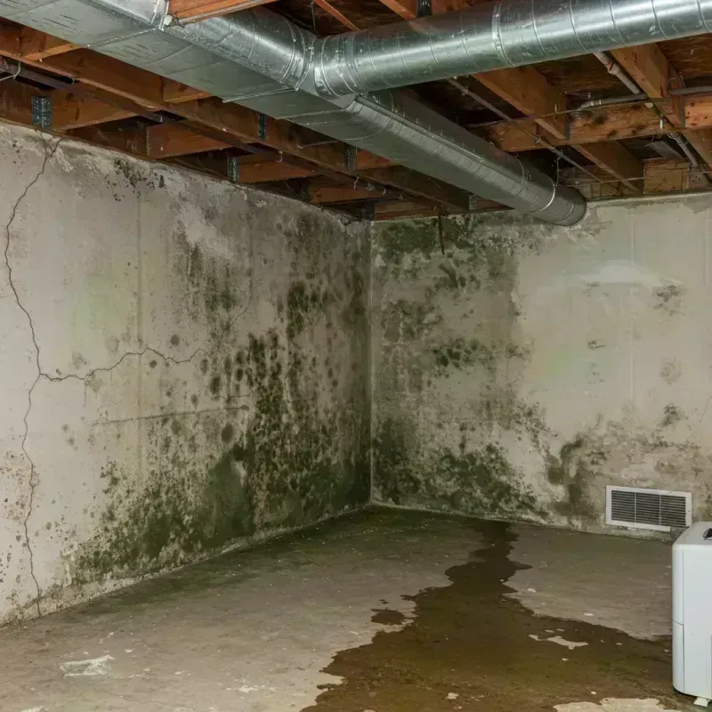 Professional Mold Removal in Columbia, IL